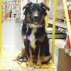 Dog Obedience Training in Tucson
