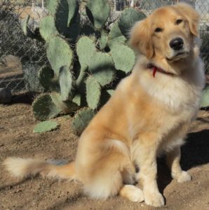 Finnegan - Golden Retriever