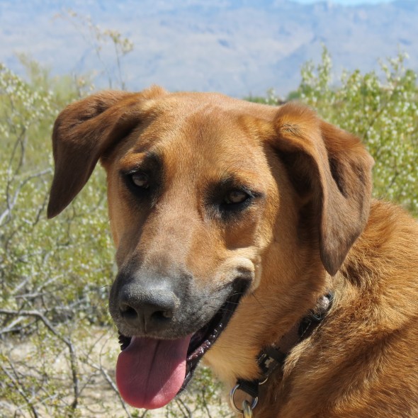 Gus Shepherd/Hound Mix Tucson AZ Certified Dog Trainer Puppy training