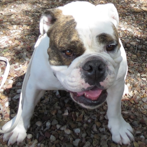 Diesel English Bulldog Tucson AZ Certified Dog Trainer