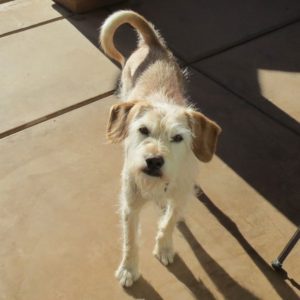Mickey - Terrier Mix