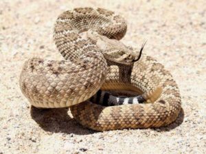 Rattlesnake