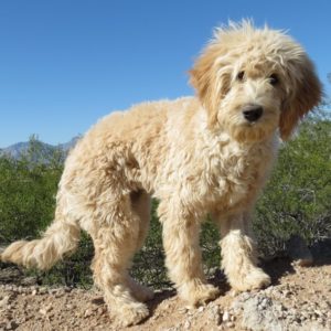 Rusti - Golden Doodle