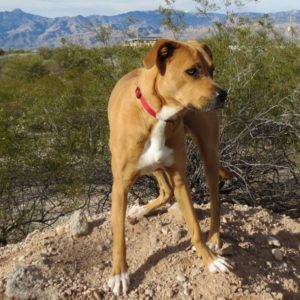 Sadie - Pit Bull/Boxer Mix