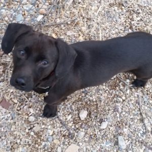 Willy - Dachshund/Patterdale Terrier Mix