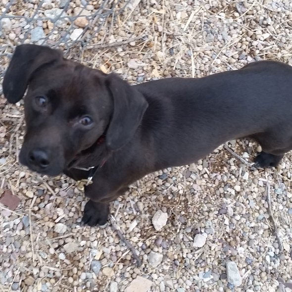 patterdale mix