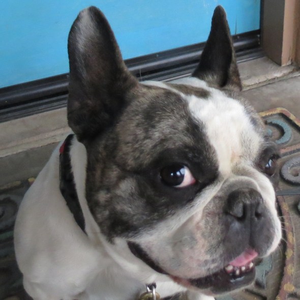 53 Top Images French Bulldog Rescue Mesa Az / Adopt Sunshine on | Pugs for adoption, Pugs, Dogs