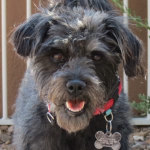 Perry - Schnoodle