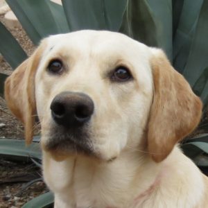 Skye - Golden Lab