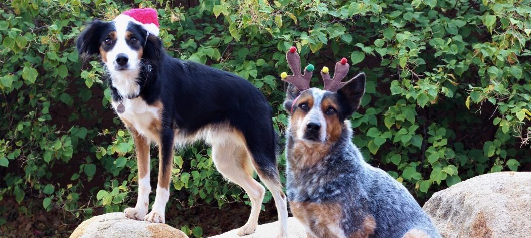 Festive Dogs Scarlett & Bowie