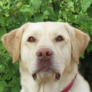 Charlie, Yellow Lab dog training