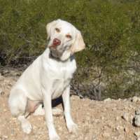 Bella - Yellow Lab