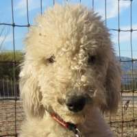 Bella - Bedlington Terrier