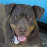 Benji - Rottie/Shar Pei