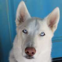 Blue - Siberian Husky