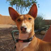 Daisy- Basenji