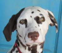 Dottie - Dalmatian