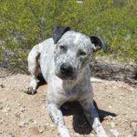 Harley - Pit Bull Mix