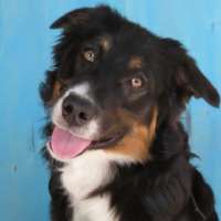 Max - Miniature American Shepherd