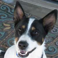 Lozen - Heeler/Rat Terrier Mix