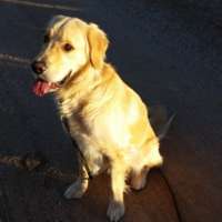 Jameson - Golden Retriever
