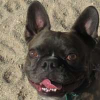 Kermit - French Bulldog/Boston Terrier