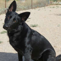 Lucy - German Shepherd