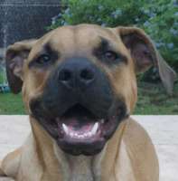 Luna - Shar Pei/Mastiff