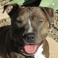 Lylia - American Staffordshire Terrier