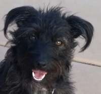 Mari - Schnauzer/Terrier Mix