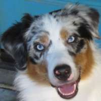 Maya - Miniature American Shepherd
