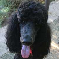 Mr. Knightly - Standard Poodle