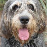 Reggie - Otterhound