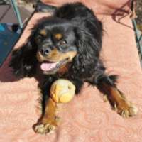 Beans - King Charles Cavalier Spaniel