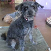 Perry - Schnoodle