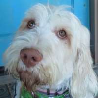 Zita - Spinone Italiano