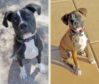 Brothers Blue & Harley