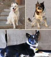 Housemates Finnegan, Jade, and Willie