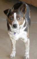 Forrest Special Needs Training for Arizona Cattledog Rescue