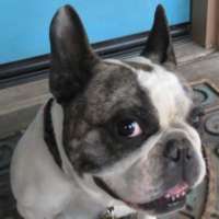 Izzy - French Bulldog