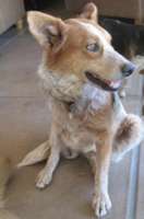 Lieutenant Dan Special Needs Training for Arizona Cattledog Rescue