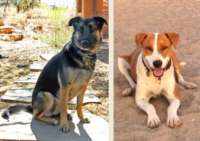 Housemates Mica & Harlee