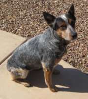 Scarlett Now a member of my family!