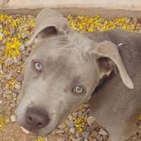 Annie- Staffordshire Terrier