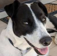 Kylie – Border Collie Mix