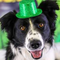 Mogie - Border Collie/Australian Shepherd