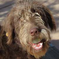 Molly - Labradoodle