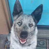 Skye - Australian Cattle Dog
