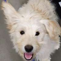 Bernie - Mixed Breed