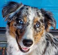 Bindi - Australian Cattle Dog